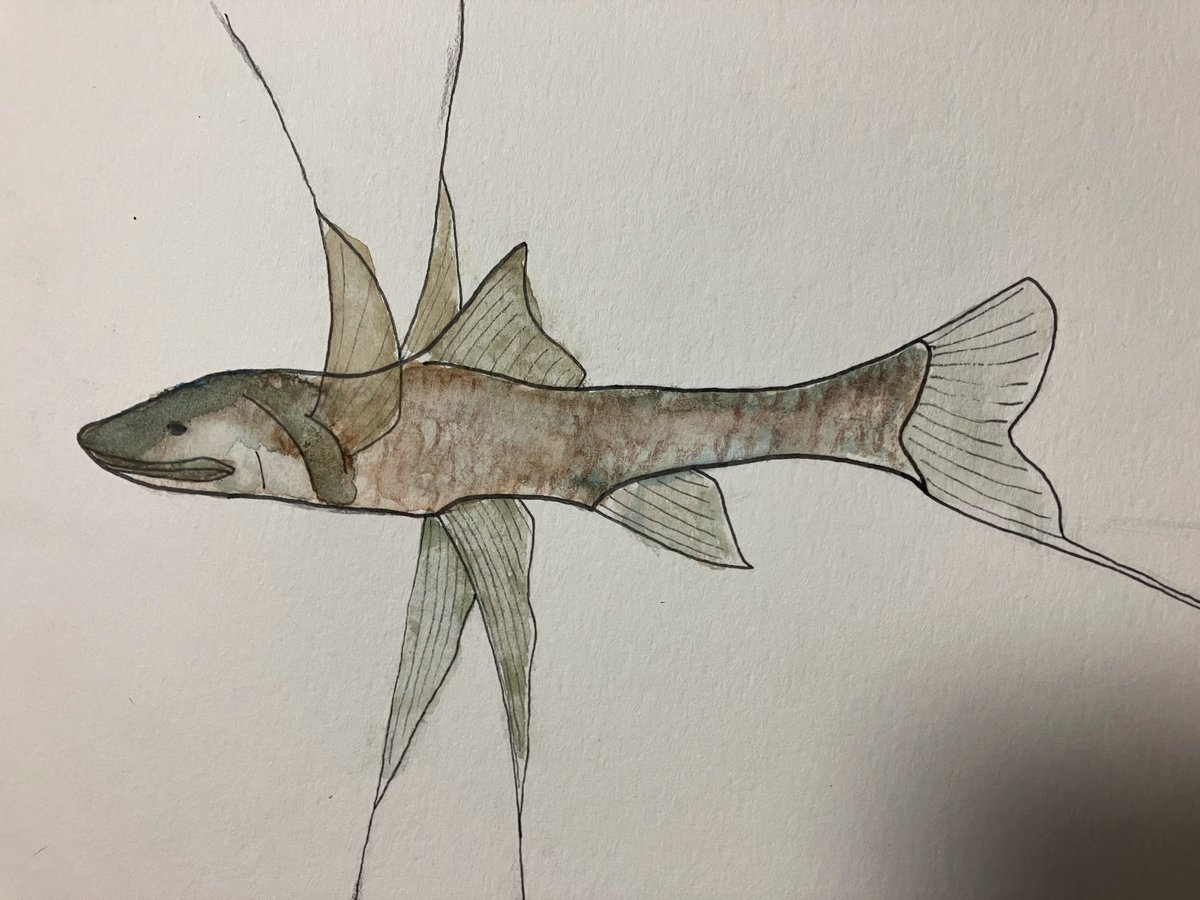 really quick tripod fish for this weeks #sundayfishsketch!! I couldnt figure out what colors to make it tho lol, so i hope its at least somewhat accurate!