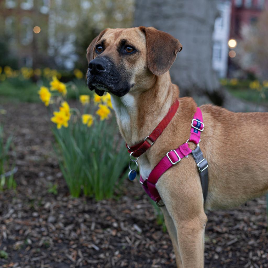Delilah’s signature full-body wag is sure to win your heart! She has spurts of energy and is always up for a game of fetch, but is often happy to curl up somewhere comfy and nap. Meet this sweet smartie today: bit.ly/adopt-delilah 🐾 #AdoptDelilah #LabradorRetriever #DCDogs