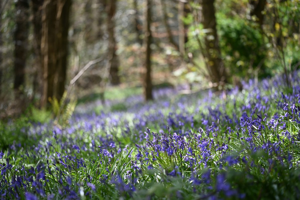 Parc Natur Penglais (Bluebell Wood), Aberystwyth, Ceredigion