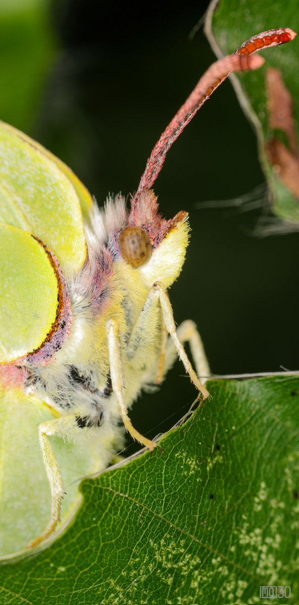 Butterfly close up 🔎🦋
#Macrohour 
#Macrophotography 
#Makrofotografie 
#NaturePhotography 
#Naturfotografie 
#Butterfly