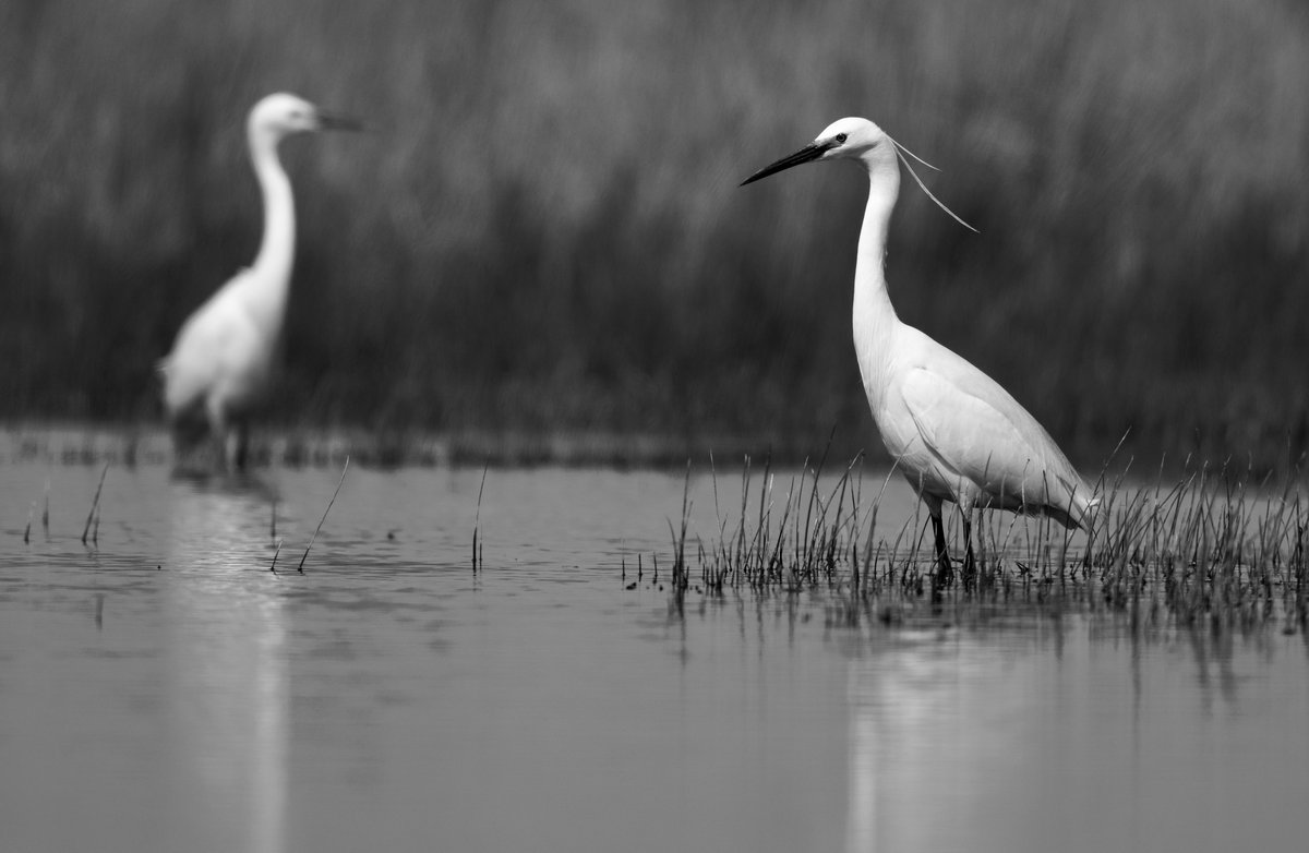 Little egrets are pairing up 14/03/24 Norfolk @BBCSpringwatch #WexMondays