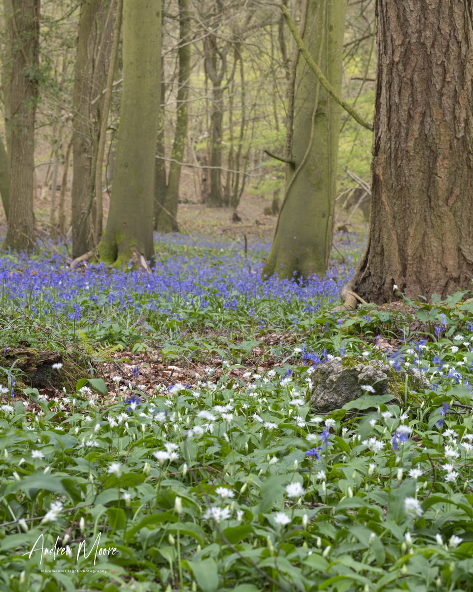 Back to the woods on The Doward overlooking the River Wye this evening for some better light.  You could feel the storm approaching, Windy but spectacular.
<a href="/VisitHfds/">Visit Herefordshire</a> <a href="/visit_mon/">Visit Monmouthshire</a> <a href="/VisitRossOnWye/">Visit Ross-on-Wye</a> <a href="/RossGazette/">The Ross Gazette</a> <a href="/YourHereford1/">Your Herefordshire</a>