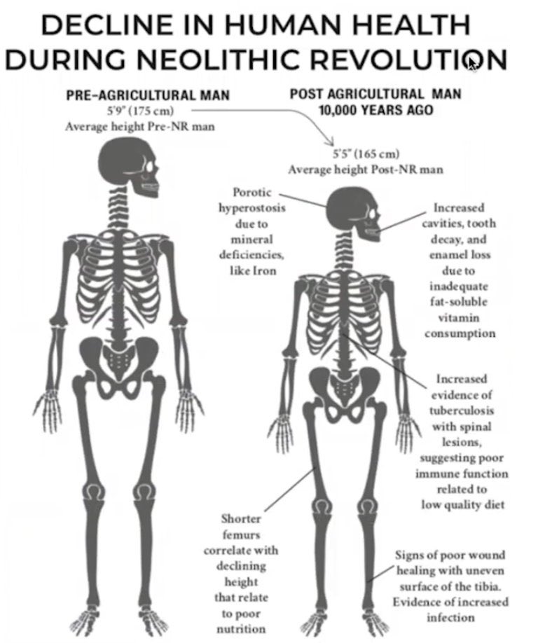 The only reason human brains grew as big as they did today is because we ate primarily meat. The agricultural revolution has destroyed our health, shrunk our brains and shortened our stature. Will people ever wake up?