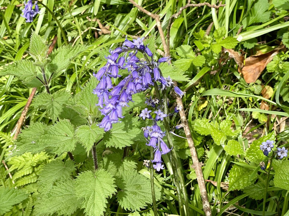 border70's tweet image. Spring scenes around Braishfield today with