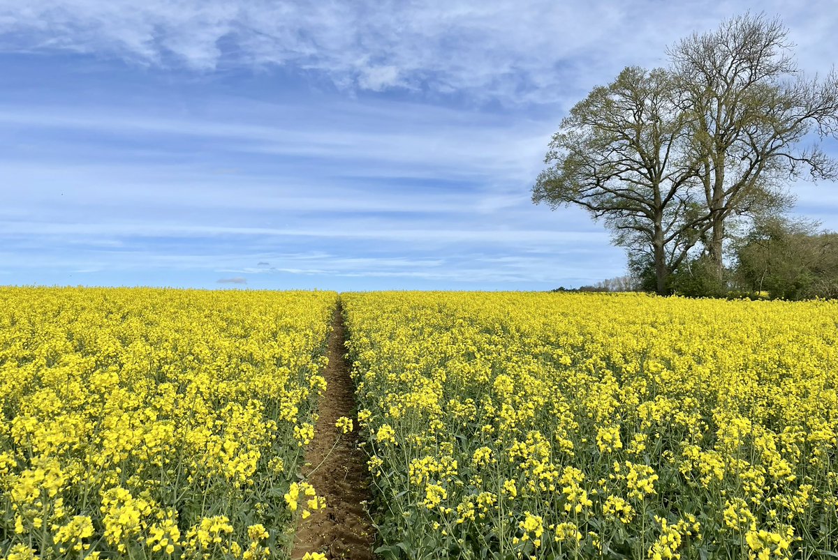 border70's tweet image. Spring scenes around Braishfield today with