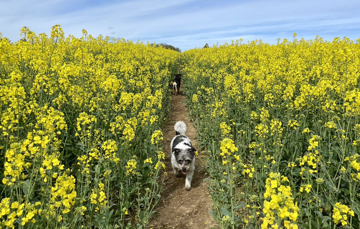 border70's tweet image. Spring scenes around Braishfield today with