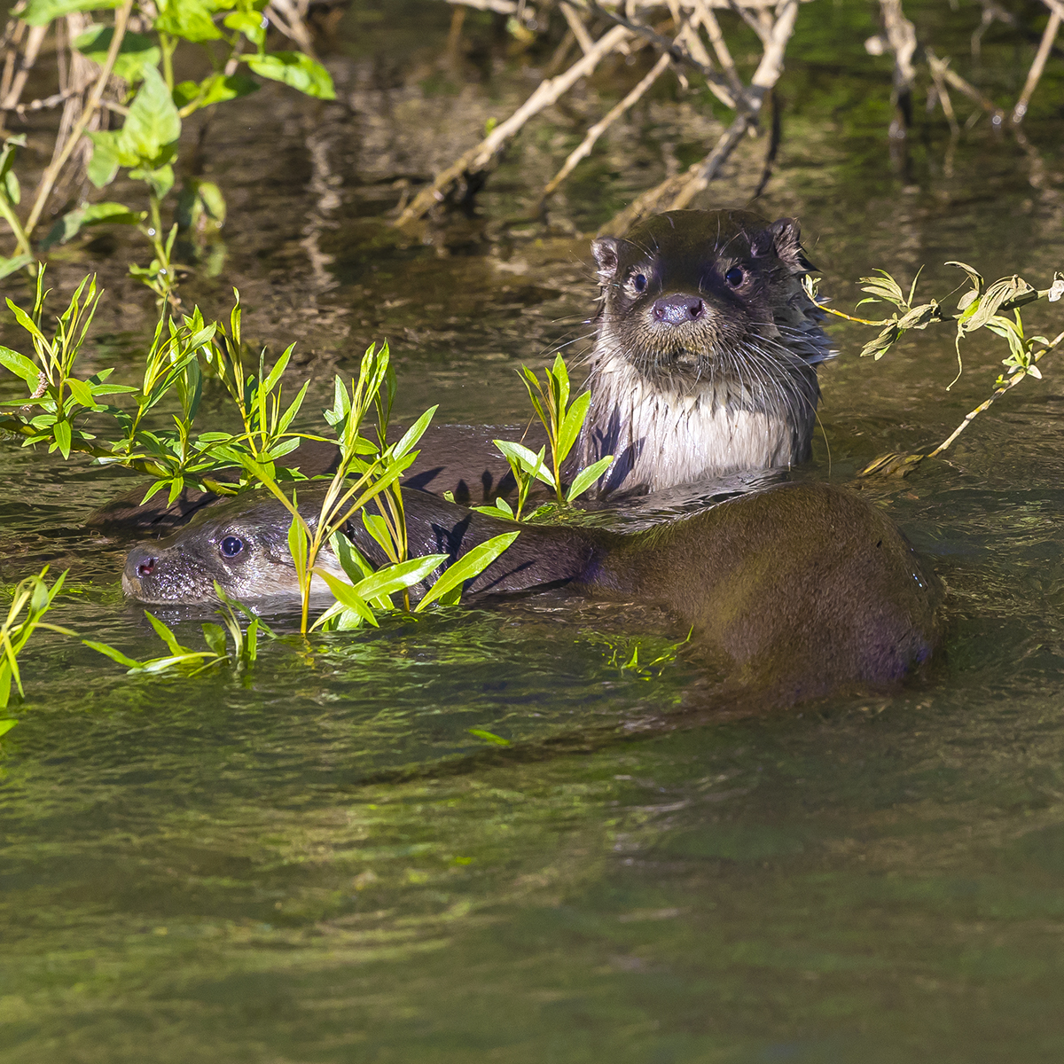 These young Otters were very entertaining at the weekend, on my patch. More on justwildimages.blogspot.com

#Otters #NatureMagic #WellandWildlife #WildlifeEncounters #NatureLovers #ResilientSpecies #RiverLife #WildlifePhotography #NatureAdventures #ExploreNature #NatureConservation