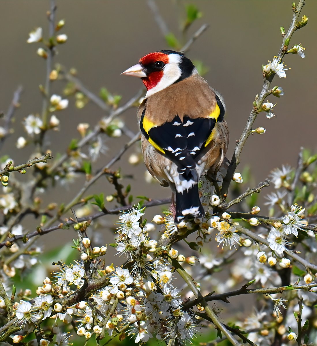 Spring Goldfinch! 😍 Taken last week at Praa Sands in Cornwall. 😊🐦