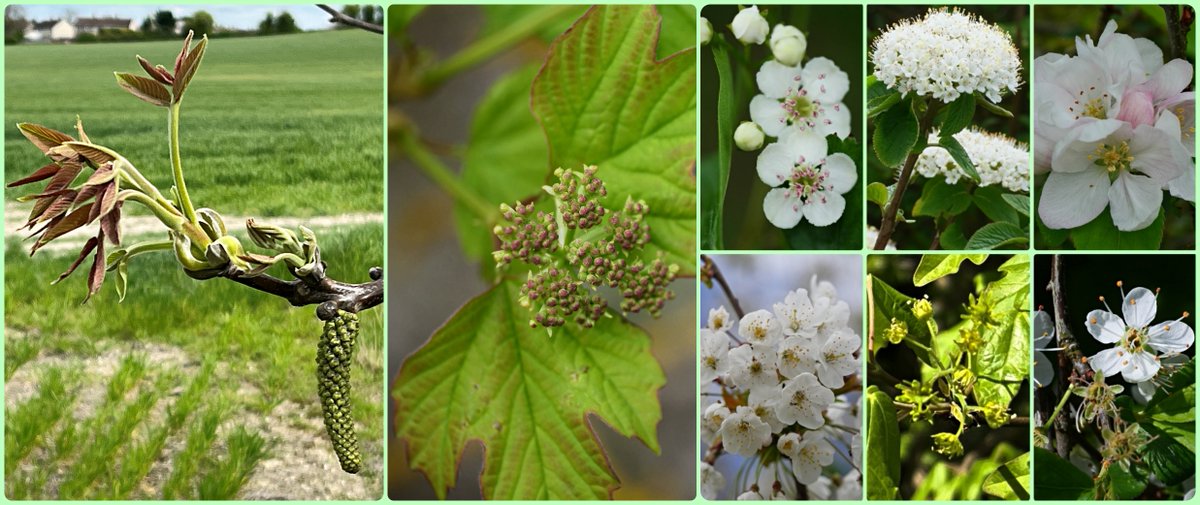 #WildFlowerHour #TreeFlowers Male Walnut catkin & Guelder-rose just about opening, plus… Common Hawthorn, Wayfarer's Tree, Domestic Apple, Wild Cherry, Field Maple, Blackthorn. …in Foxton Wood near #Cambridge.