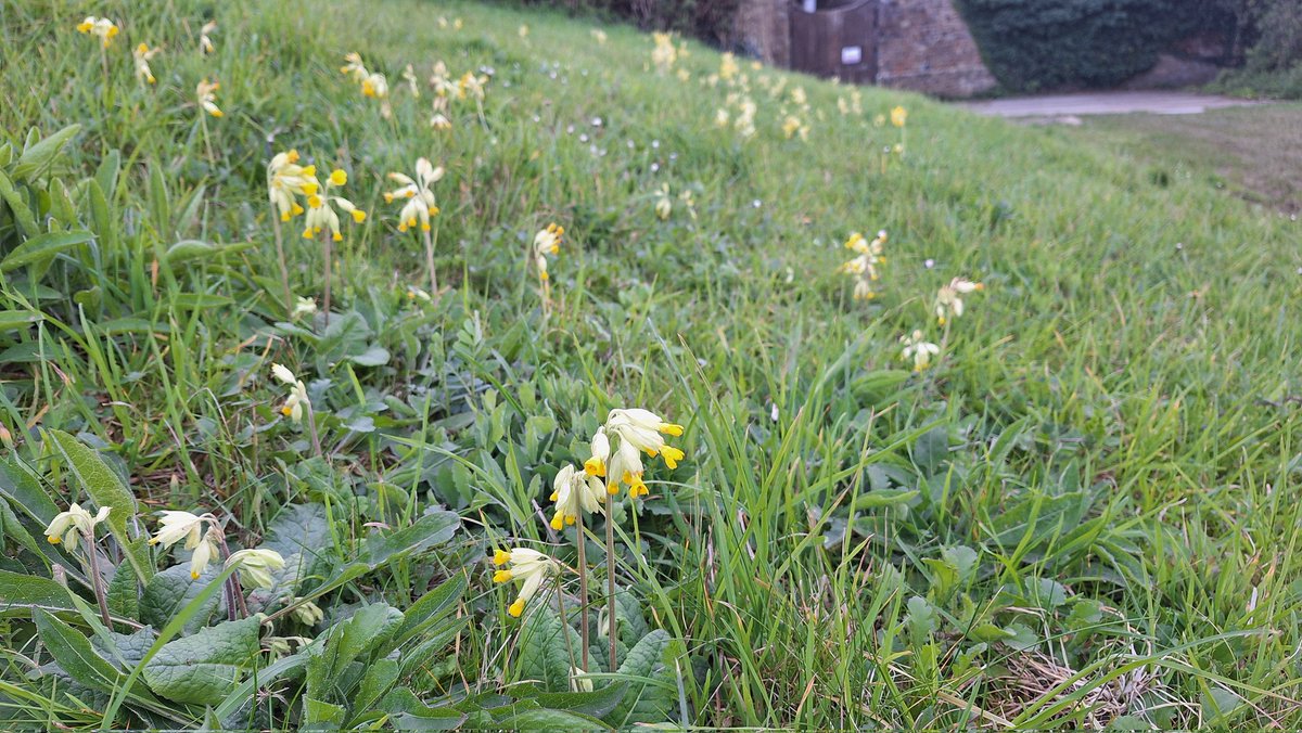 Cowslips looking good at the <a href="/SouthWestWater/">South West Water</a> pumping station, Bude <a href="/FoEBude/">FoE Bude</a>