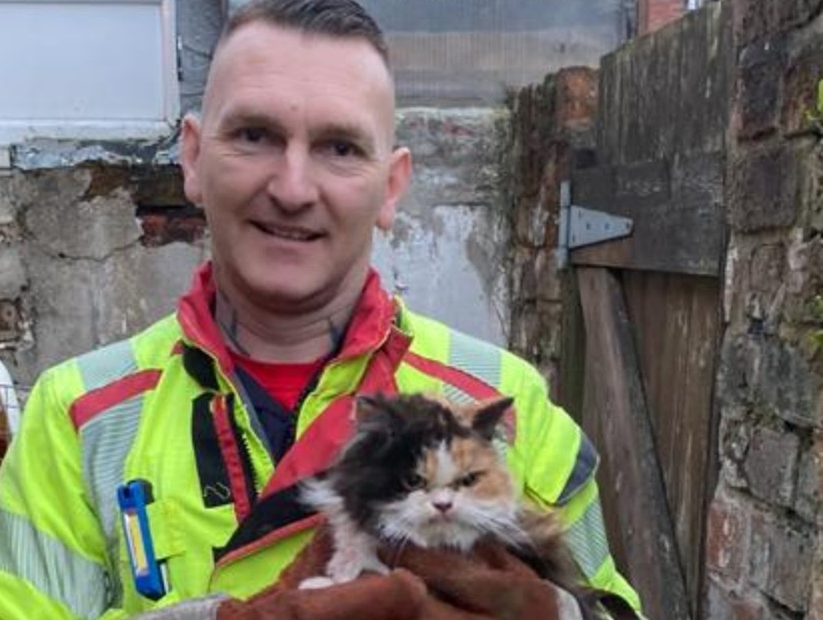 Obsessed with this cat that got rescued from a house fire against her will