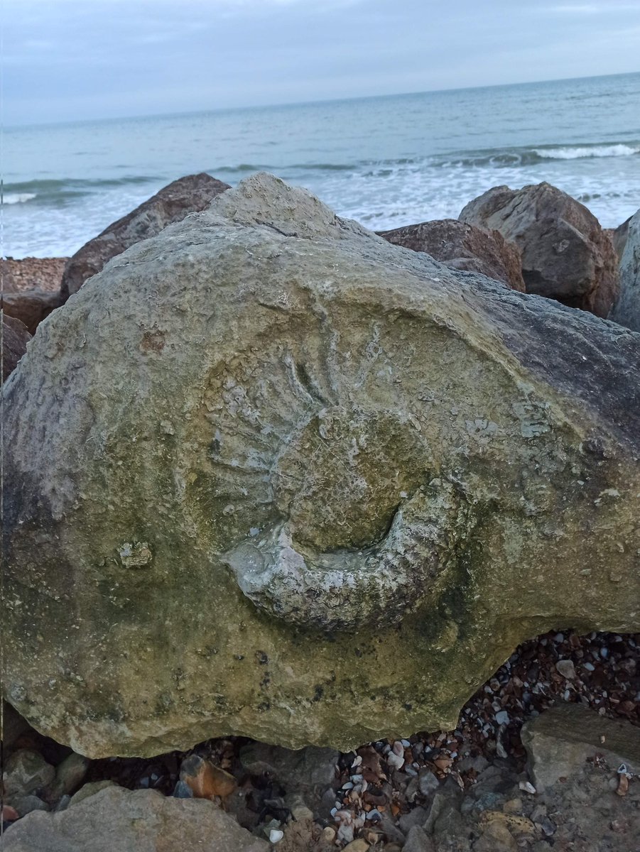 Ammonite hiding in plain sight
