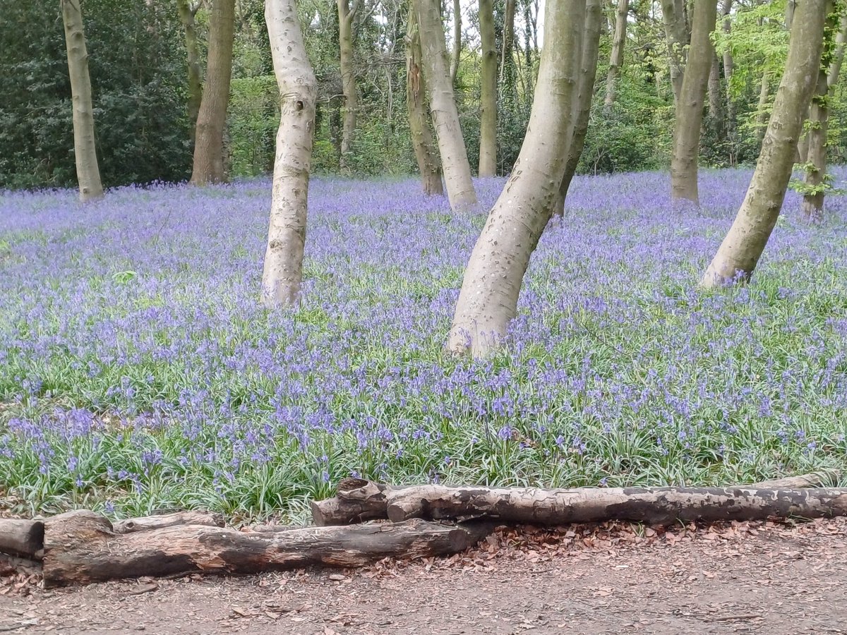 Bluebells coming to their peak in #ChaletWood in Wanstead Park today on a post-leafletting walk. Great to see this stretch of Epping Forest and especially locals' favourite the Tea Hut so busy today!