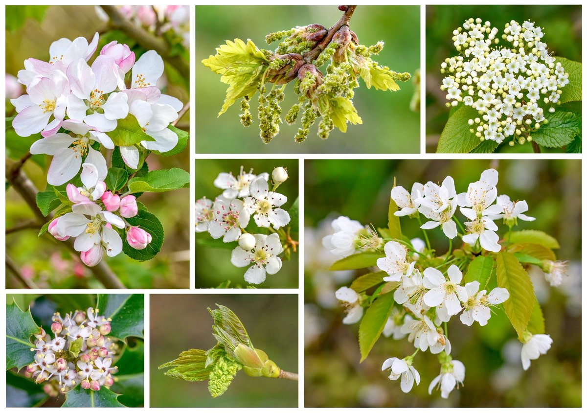 'Merrily, merrily shall I live now Under the blossom that hangs on the bough…' #TreeFlowers found for this week’s #WildflowerHour challenge; crab apple, oak, wayfaring tree, hawthorn, holly, sycamore, and wild cherry. #nature