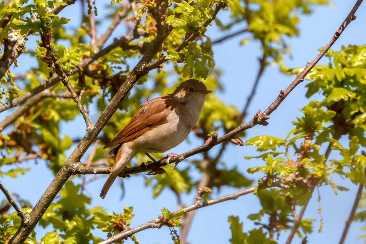 Nightingale #birds #Suffolk