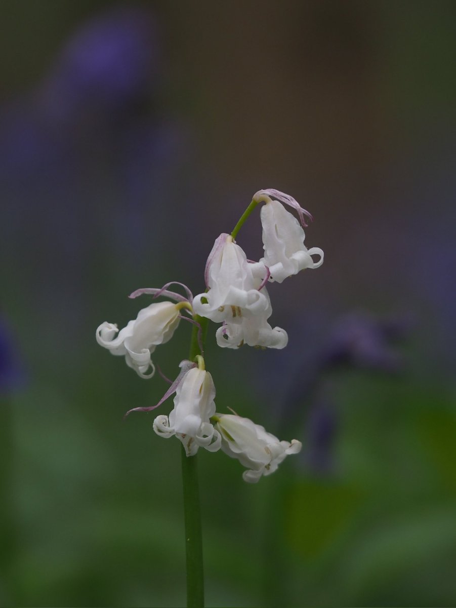 Bluebells Hyacinthoides non-scripta out in force locally, with the odd creamy-white one thrown in. Central Hampshire. @BSBIbotany #wildflowerhour