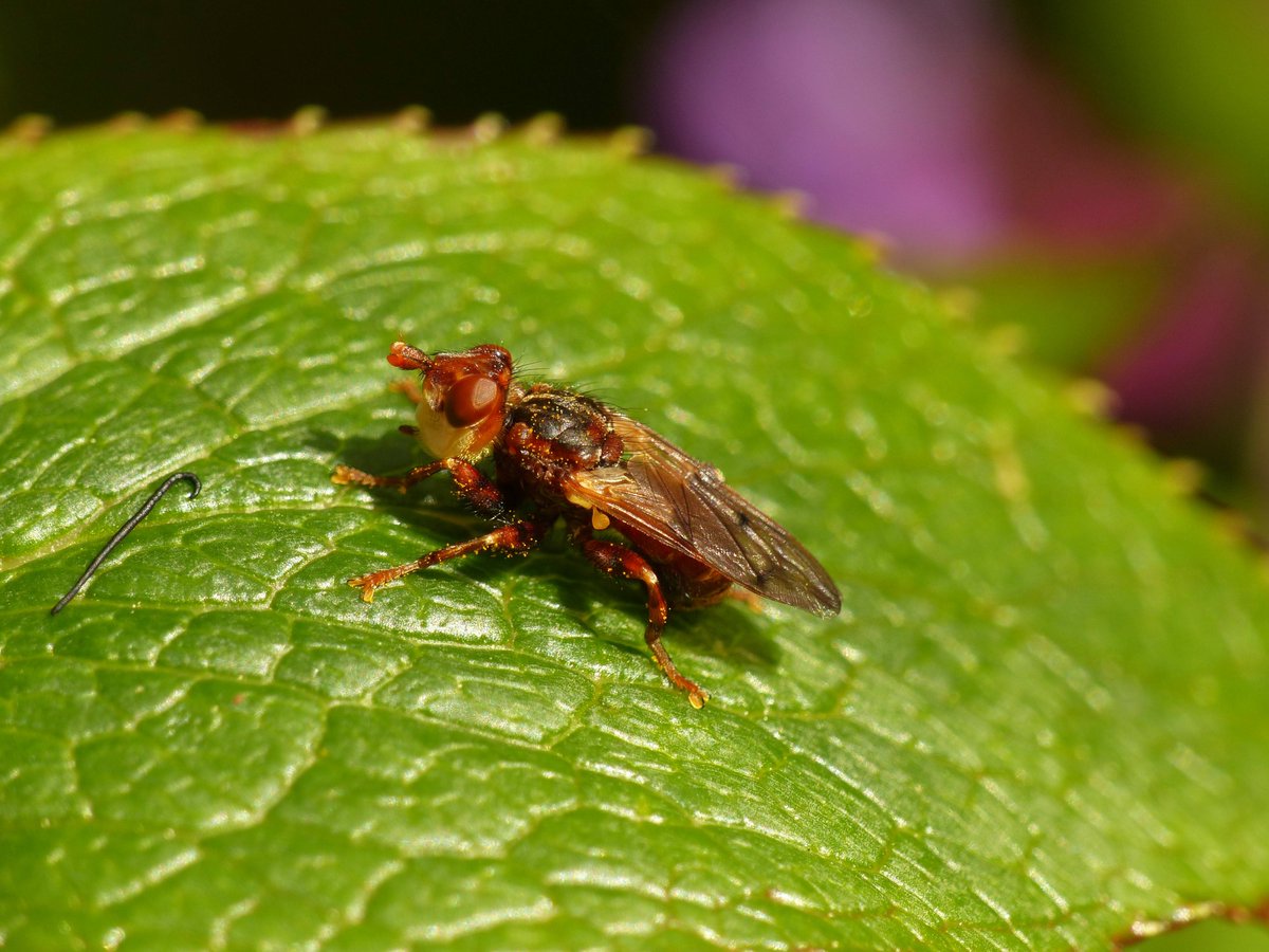 ID help please! Myopa sp., my garden, today. @StevenFalk1 (the walking stick's of interest too...)