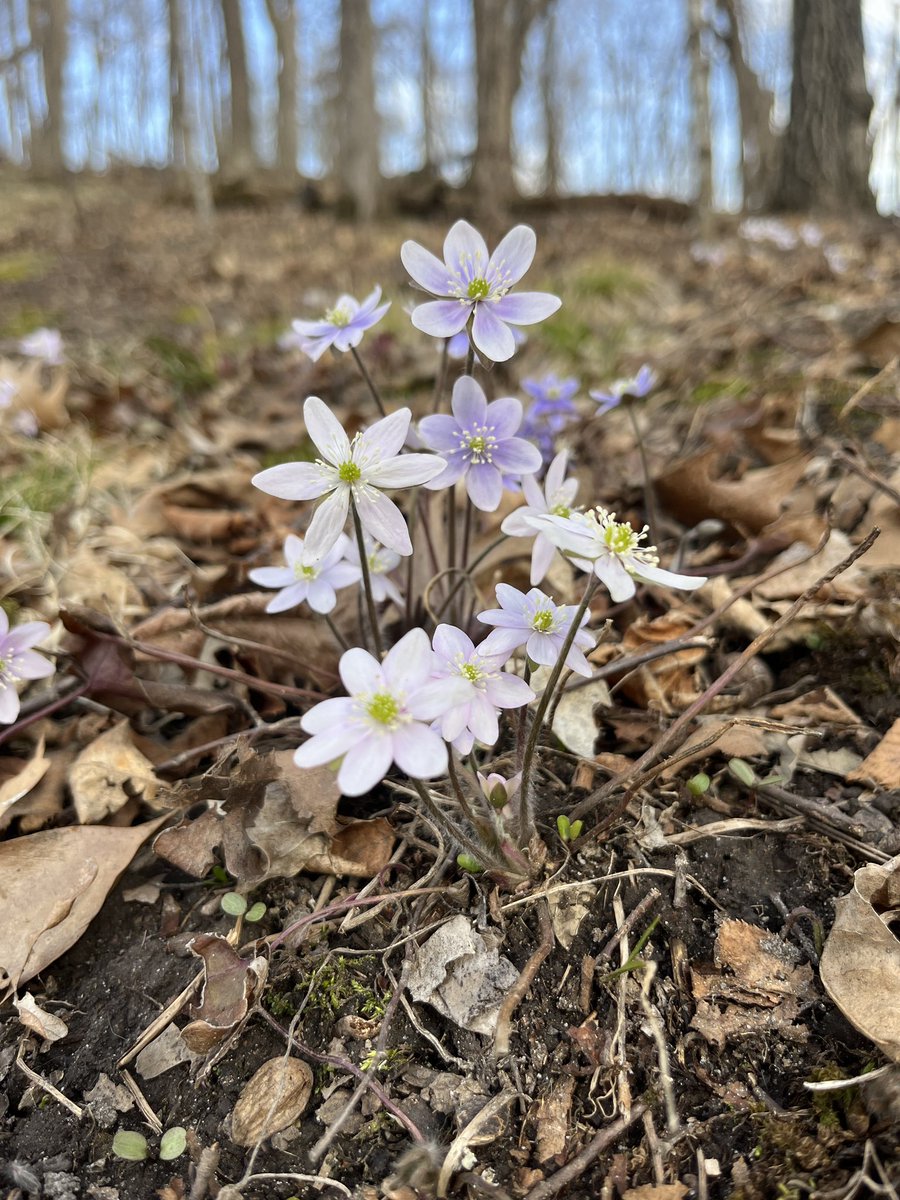 Spring wildflowers showing up. Hepatica, bloodroot (not shown). Upper 70-80° yesterday. #mnwx #phenology #springphenology