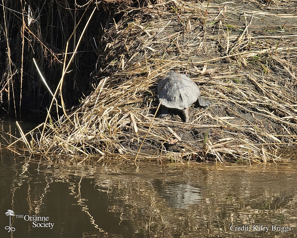 Shortly after spotting Clementine on April 9, Kiley spotted another familiar #WoodTurtle. Bruce turns up on surveys often, and consequently, on our social media as well. He has also become a bit of a #turtle 'shellebrity' among our conservation partners in Vermont.