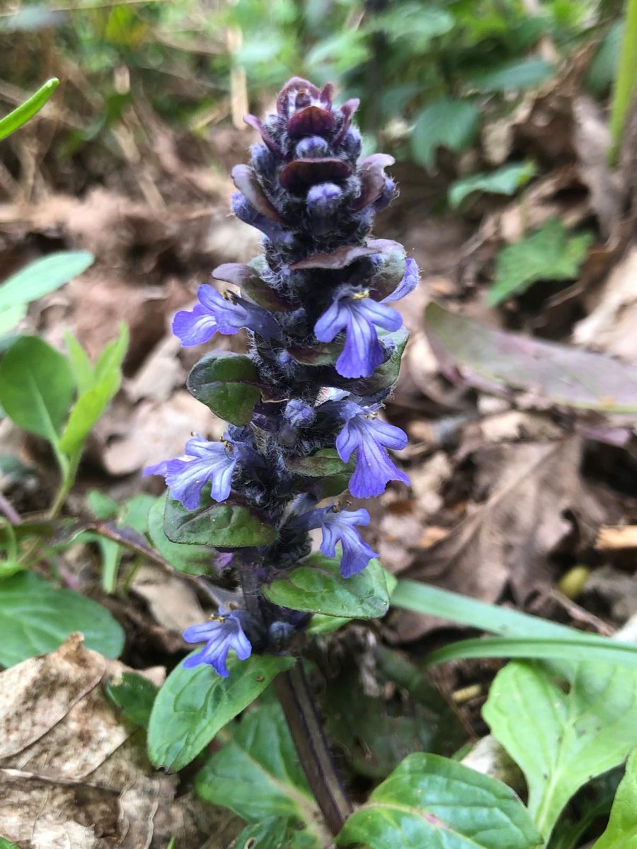 Admiring plant architecture... Often found carpeting damp woods, hedge banks and meadows, the blue-purple flower spikes of bugle are a beautiful spring sight. A great early source of nectar, this flower is loved by insects. 📷 Lynne from DWT, Dart Valley #AmazingNature