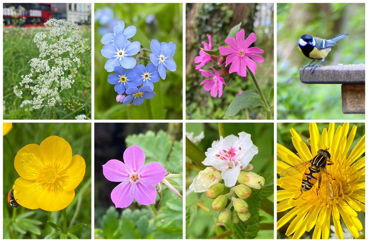 I’ve travelled between city and countryside this week and wildlife is getting busy everywhere! From red campion in woodland, to cow parsley in central London, and more birds and insects all over, I’ve loved all the bursts of new colour and life! For the #treeflowers challenge I…