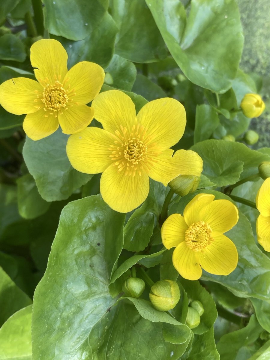 Marsh Marigolds or Kingcups (Caltha palustris) in a damp patch near the Derwent in Derbyshire ⁦@wildflower_hour⁩ #Wildflowerhour ⁦@BSBIbotany⁩