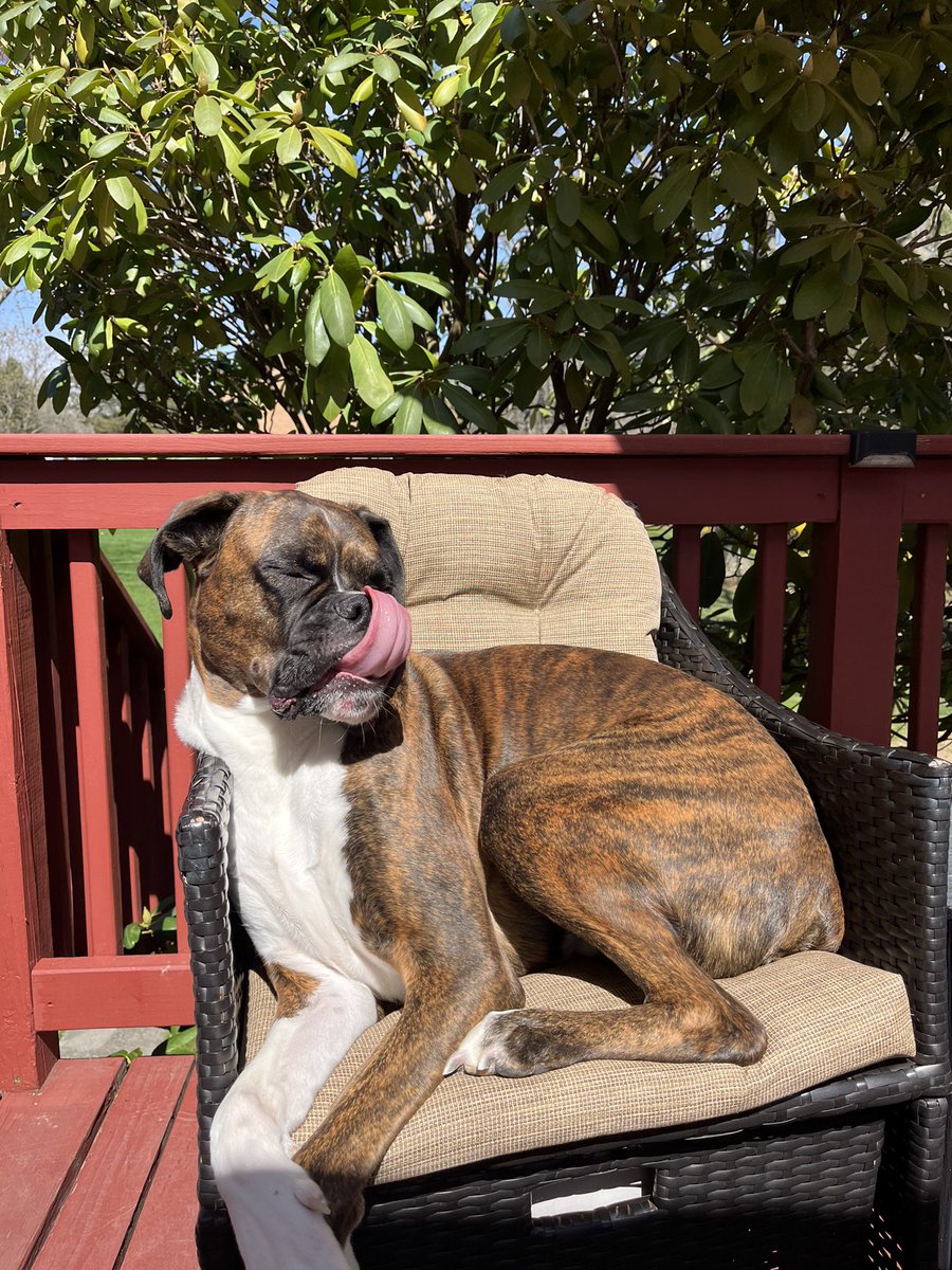 Max the Boxer tweet media