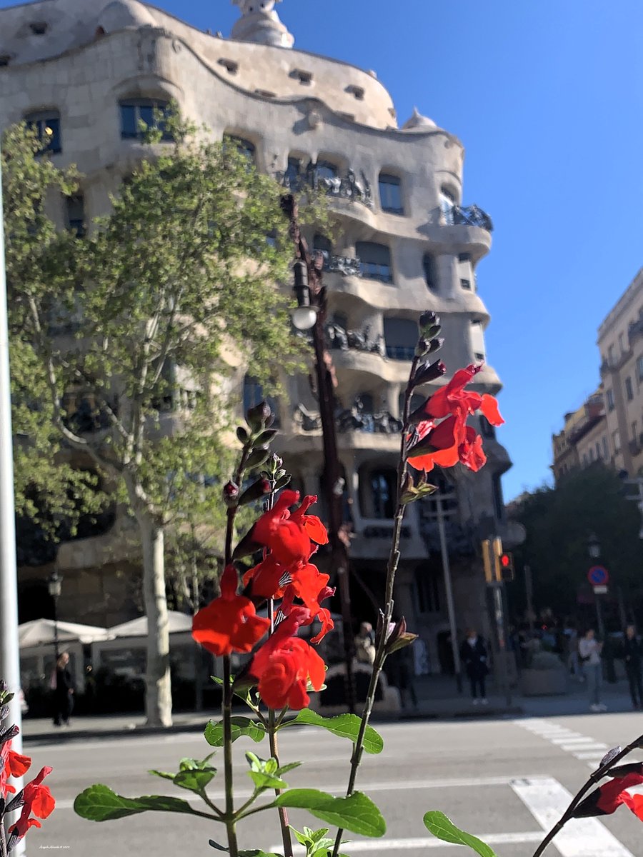 #Spring #Barcelona #photography #photo #urbanphotography #fotografia #Street #streetphotography #streetphoto #flower #cityscape #cityscapes #jardin #garden #flores #fotografia #fotografie #roses #Flowers #Nikon #nikonphotography #photooftheday #flowersphotography