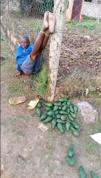 Breaking news: Zimbabwean tsotsi caught stealing avocados in Limpopo farm. #putsouthafricanfirst 🇿🇦