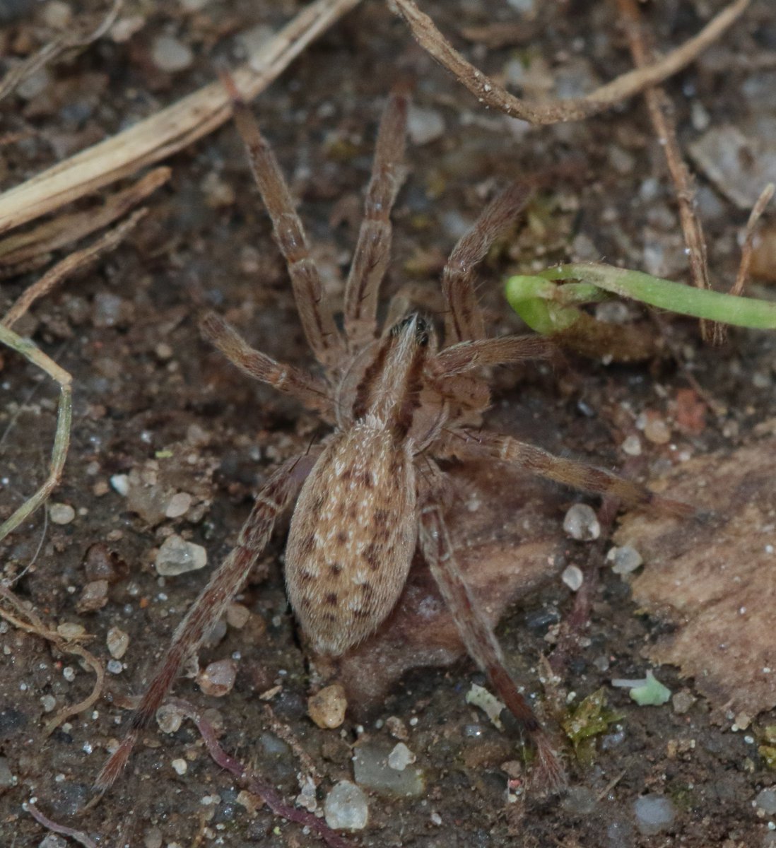 The lightning fast Zora spinimana, not uncommon at Holkham it seems, but not always easy to find @BritishSpiders @arableplants @Tone_Killick