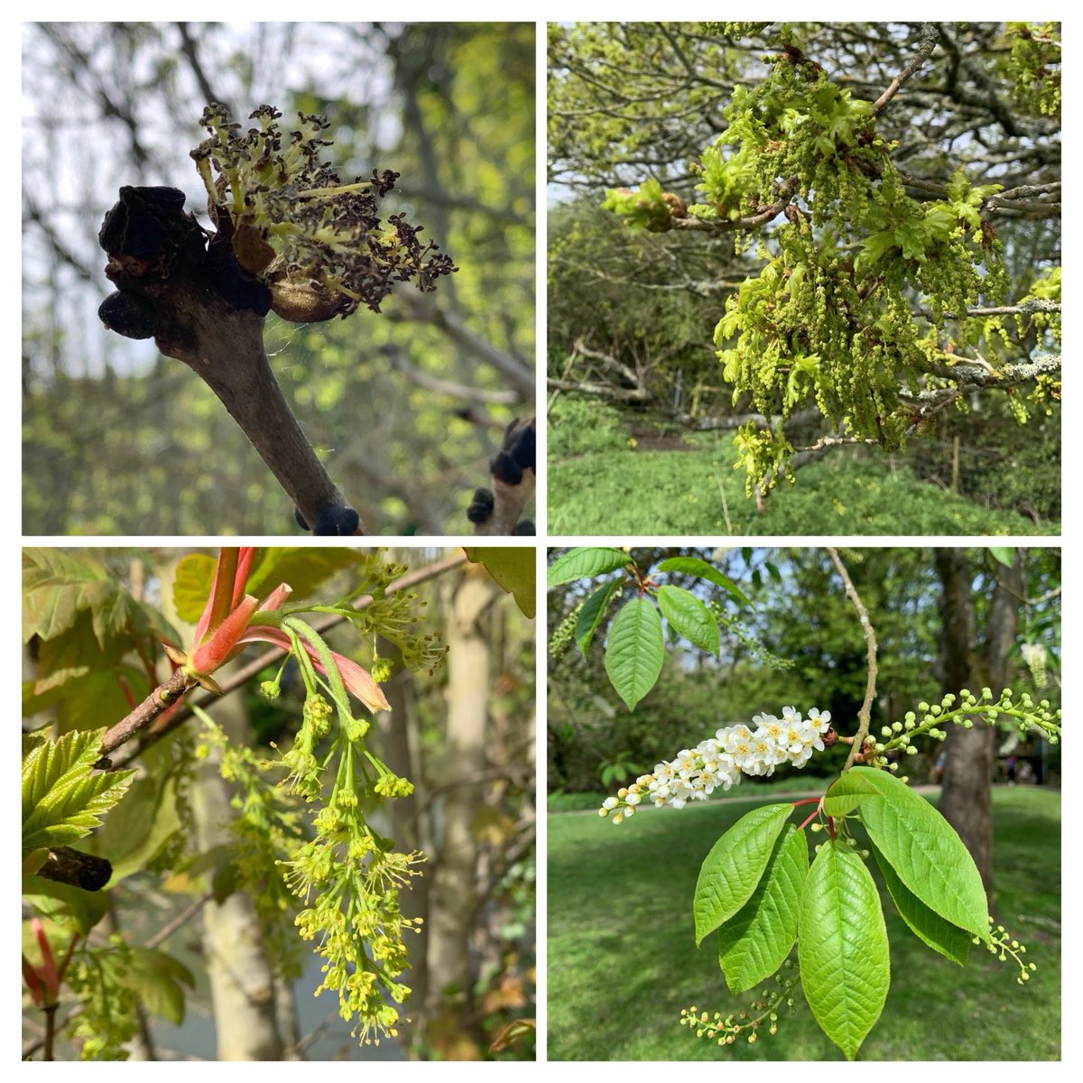 For #WildflowerHour #TreeFlowers of Ash, Oak, Sycamore and Bird Cherry in Wiltshire