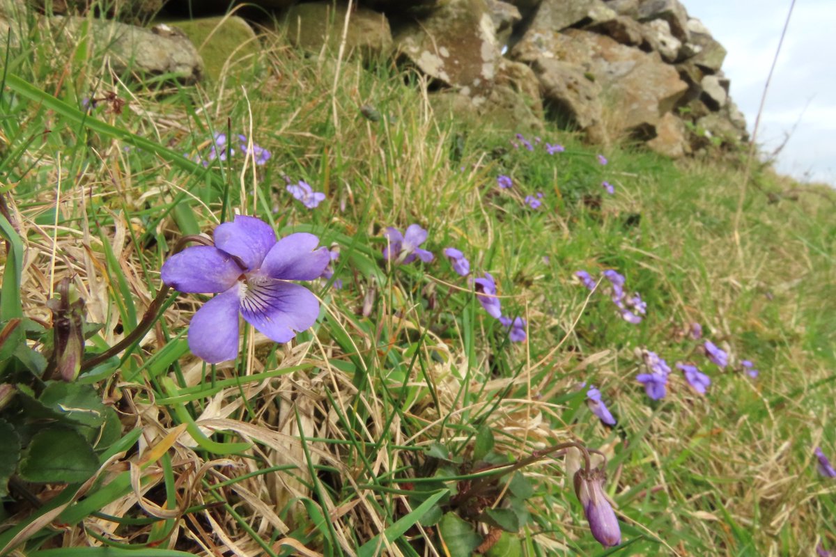 Struggled last week to find much worthy of the #wildflowerhour #violetchallenge, but Rathlin's contrary Common Dog-violets chose this week to shine instead