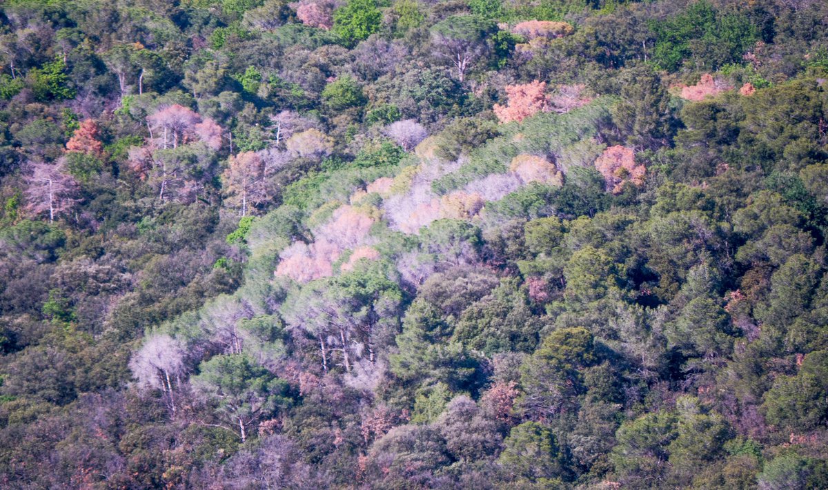 Arbres agonitzant i ja alguns morts! Visibles per el Parc Natural del Montseny. Diumenge 14 d'abril 2024.