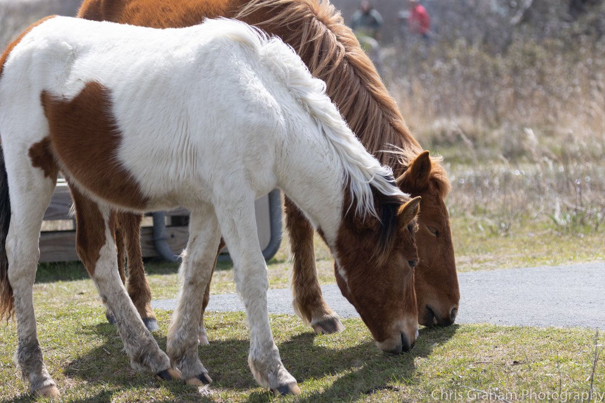A few wild horses from this past weeks camping trip at #Assateague @AssateagueNPS