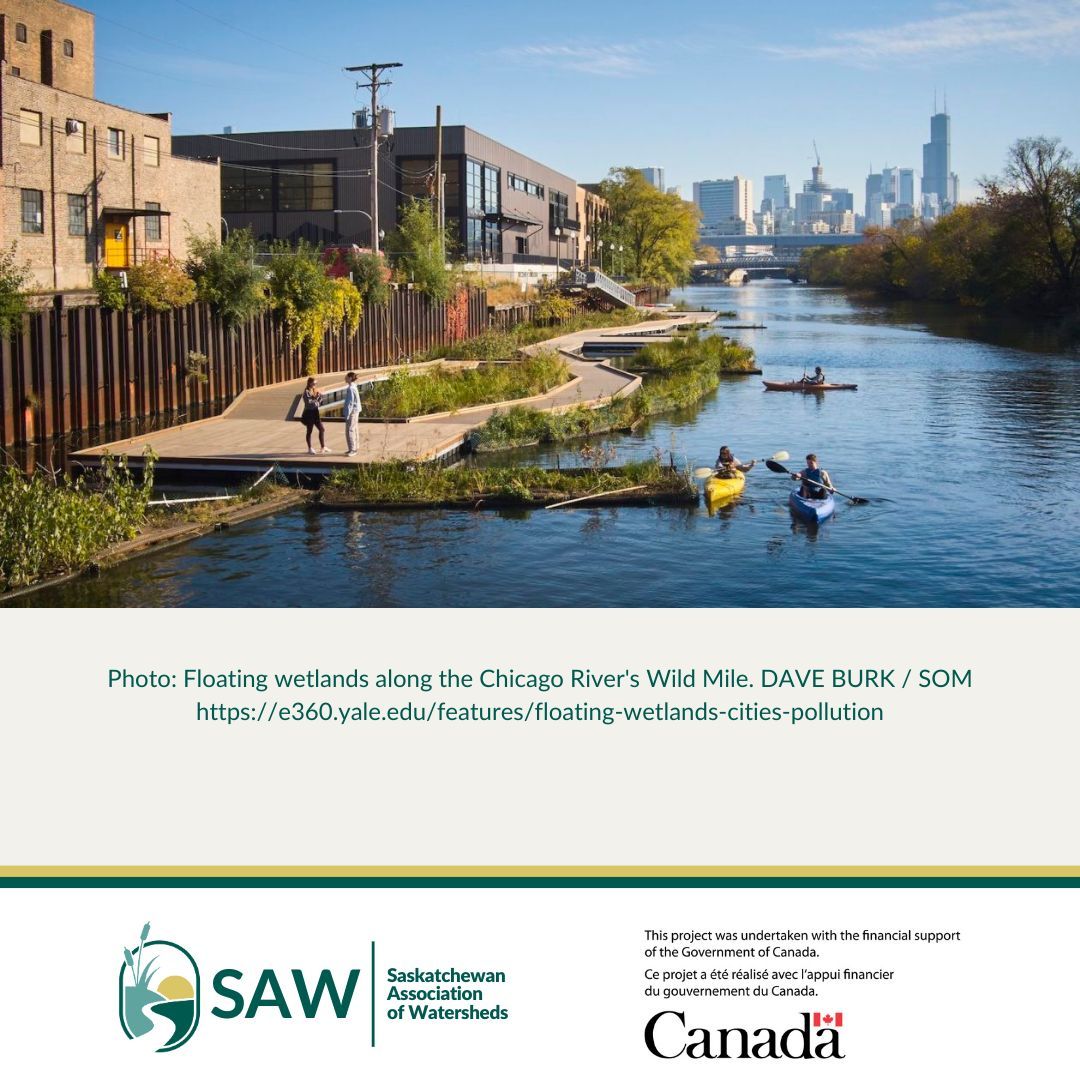 Floating wetlands use the natural ability of plants and microbes to absorb &amp; breakdown contaminants. Floating wetlands, or floating treatment wetlands, can be used in urban &amp; industrial settings.
#floatingwetlands #watershed #wetlands #cleanwater #SaskWatersheds #urbanplanning