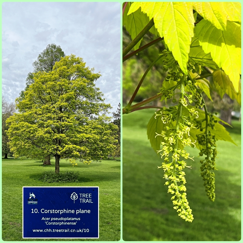 #WildFlowerHour #TreeFlowers OK this is a planted tree but at this time of year it's so eye-catching and has great flowers! Cherry Hinton Hall Park #Cambridge. Acer pseudoplatanus 'Corstorphinense', Corstorphine plane. @CamCanopyProj