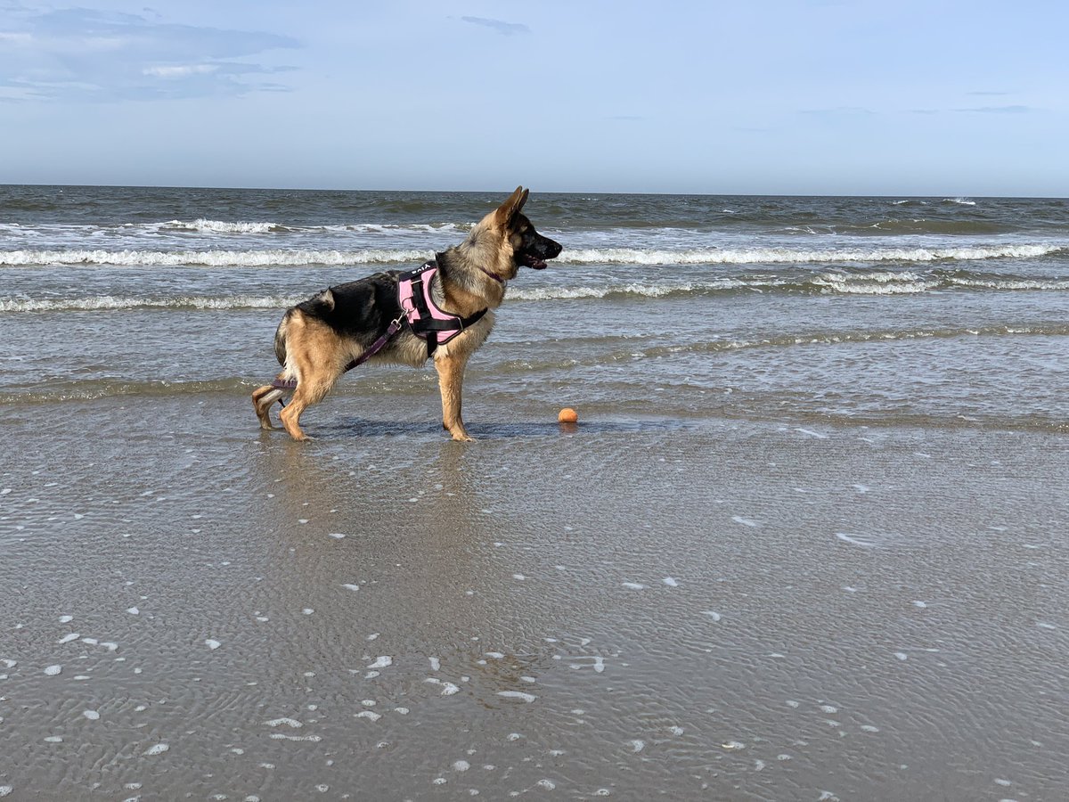 rozelyn1984's tweet photo. Ons weekend in foto’s #strand #hoekvanholland #hondenschool #veerboot #knuffeltijd https://t.co/PigKIOyPPQ