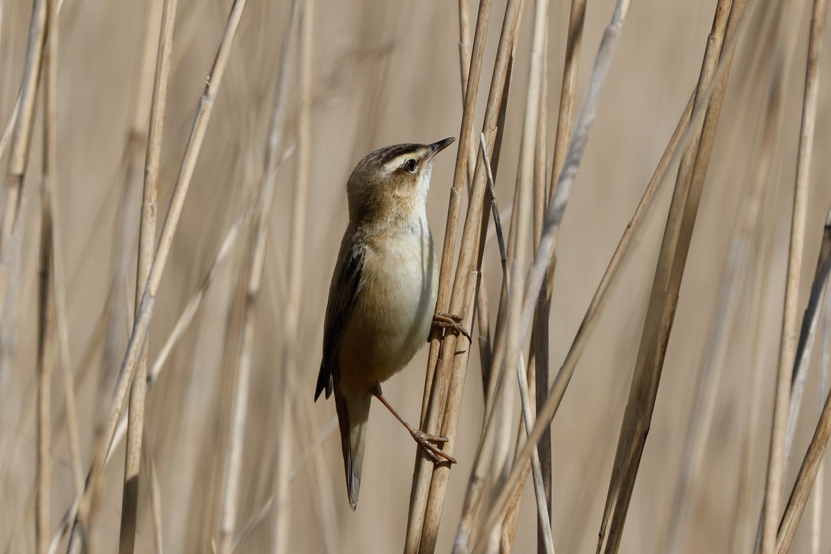 Sedge warbler #birds #Suffolk