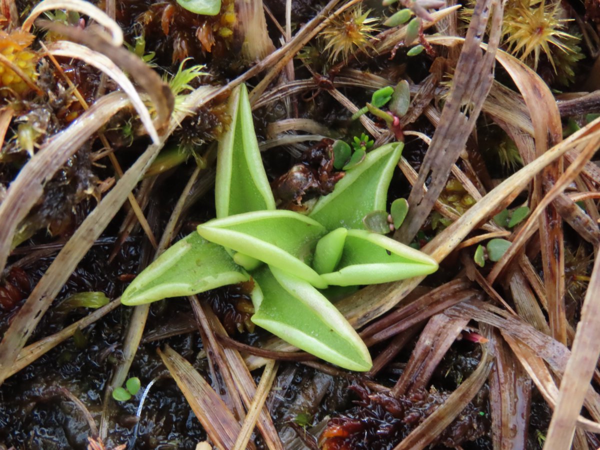 Meanwhile much of Rathlin's landscape still has rather a bare, wintry feel. Last summer's Bog Asphodel seed heads are remarkably persistent, still standing strong after raging winds and rain. But new growth is appearing now, like these lime green leaves of Common Butterwort