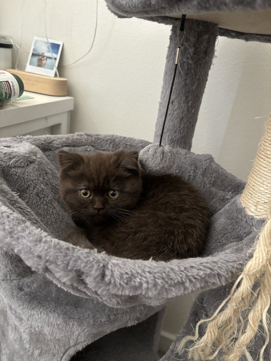 liaxluv's tweet photo. @ShouldHaveCat <3 https://t.co/u3tVh7iXmK