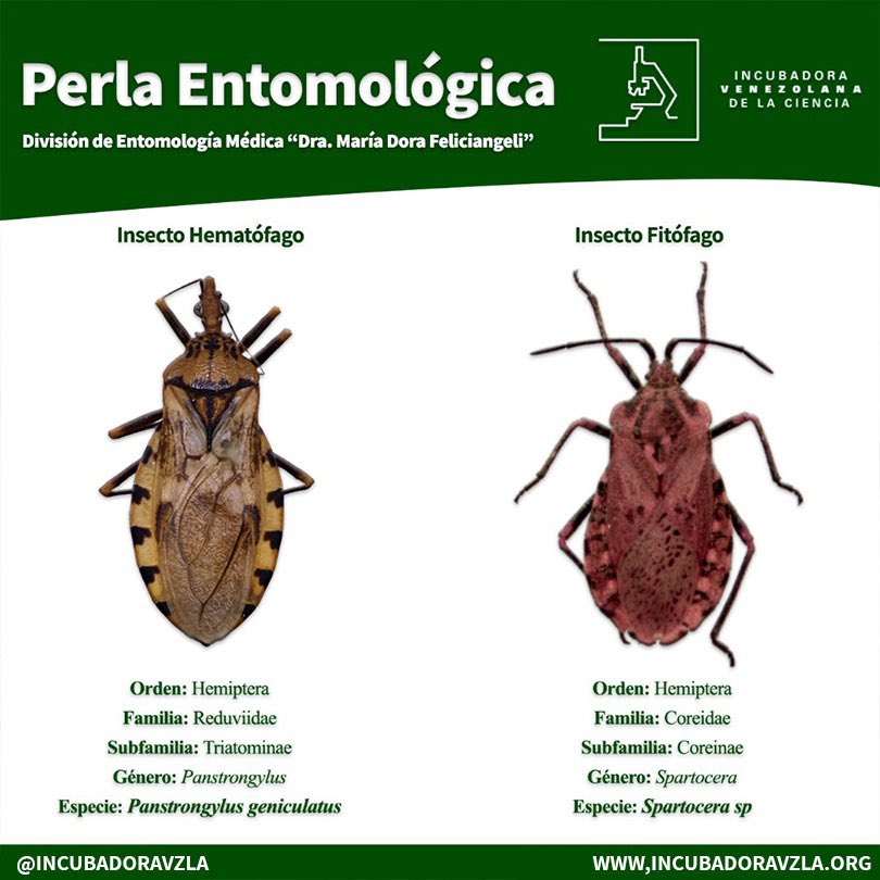 No todo lo que parece un “Chipo” es “Chipo” Si tienes alguna duda la <a href="/incubadoravzla/">Incubadora Venezolana de la Ciencia</a> y <a href="/MIZAUCV/">MIZA-UCV</a> a través de la campaña #TraeTuChipo están a tu disposición para ayudarte! #WorldChagasDiseaseDay #Chagas #Venezuela <a href="/CardiologiaSVC/">Sociedad Venezolana de Cardiología</a> <a href="/SCNLaSalle/">Sociedad de Ciencias Naturales La Salle</a> <a href="/SVEcologia/">Sociedad Venezolana de Ecología</a> <a href="/MSF_Venezuela/">Médicos Sin Fronteras</a> <a href="/CruzRojaVe/">Cruz Roja Venezolana</a>