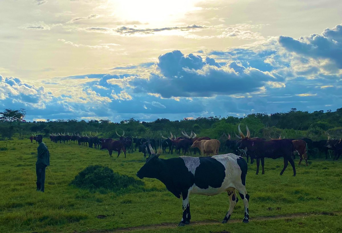 Herder rounding up his Ankole Watusi cattle at sunset…. “Ebirungi Biruga Omutuutu”. Mbarara District, Western Region, Uganda. 🇺🇬 13/04/24