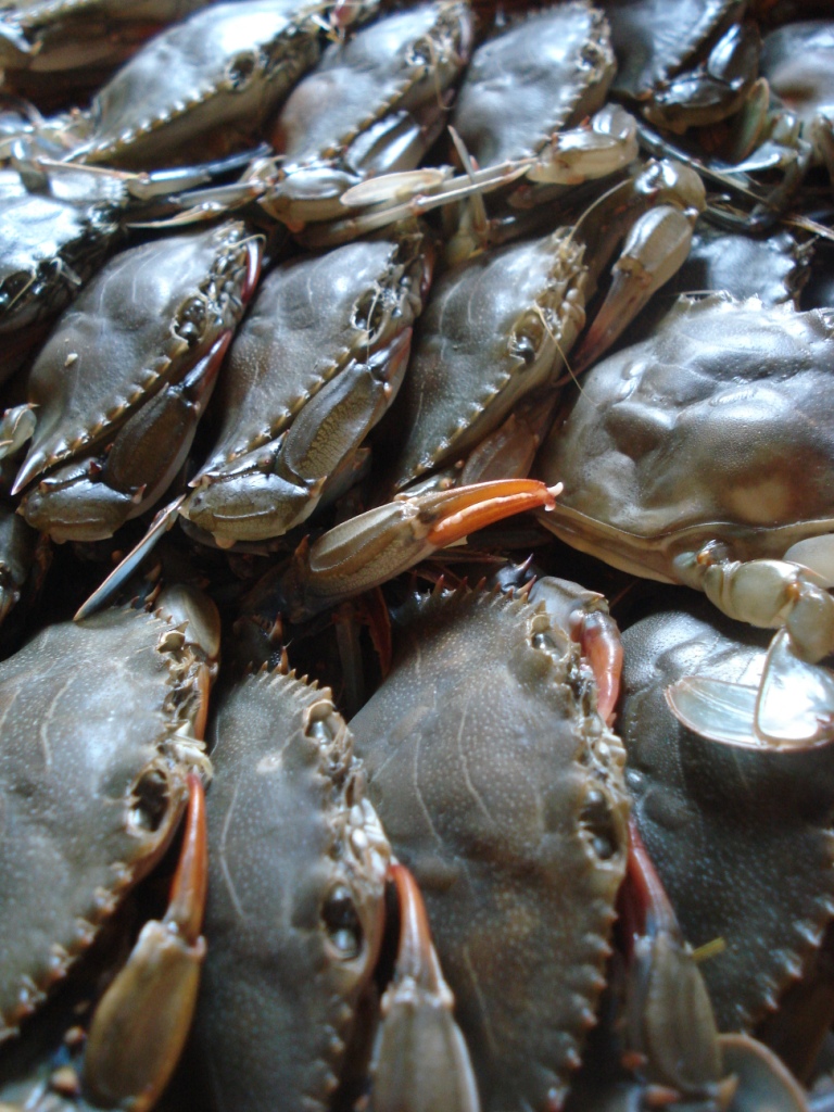 Remember to order 🦀 #SoftShellCrabs! 317-924-4944 to pick up beginning Friday 4/19⁠ ⁠ - 'Whales' around 6oz each, $13 each⁠ - 'Jumbos' around 4.5oz each, $11 each