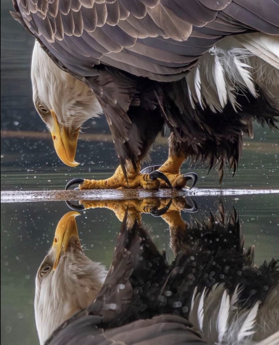 Powers beyond measure with messages of the spirit, the BALD EAGLE soars with might, so majestic I can hear it. Bestowing freedom flying higher than any other bird, and when in silence in the night his voice can be heard. - © Lu Loo @yosoynaturaleza #nature 📸@CertainHOPE