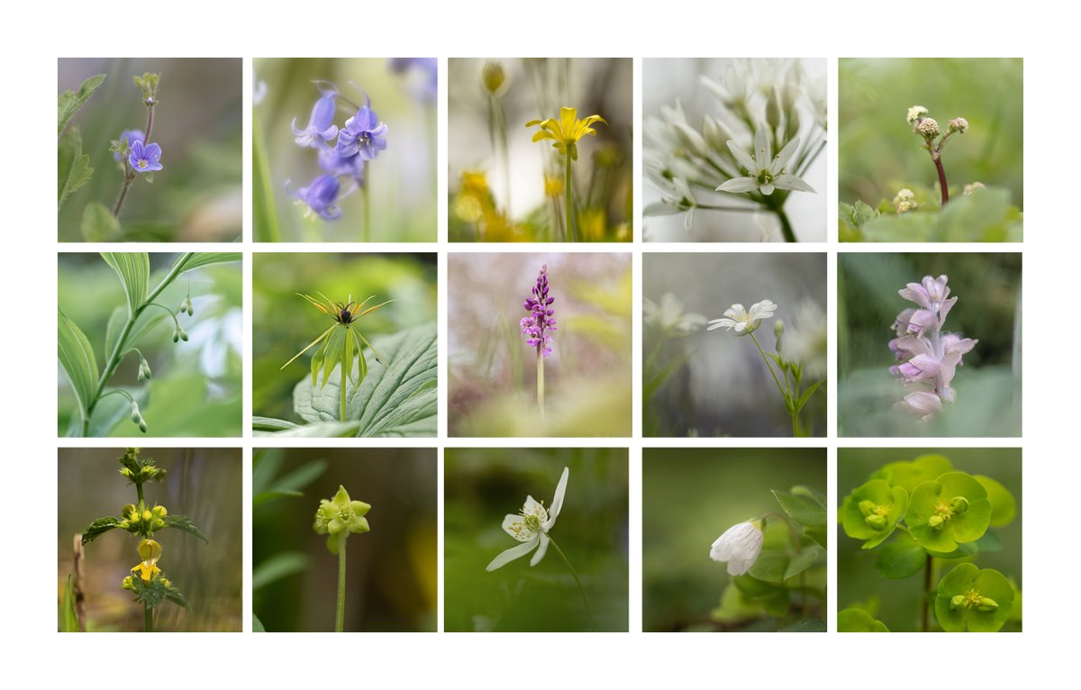 SOme ancient woodland indicator spp. Wood Speedwell, Bluebell, Wild Garlic, Sanicle, Solomon's Seal, Herb Paris, Early Purple Orchid, Greater Stitchwort, Toothwort, Yellow Archangel, Moschatel, Wood Anemone, Wood Sorrel & Wood Spurge #wildflowerhour