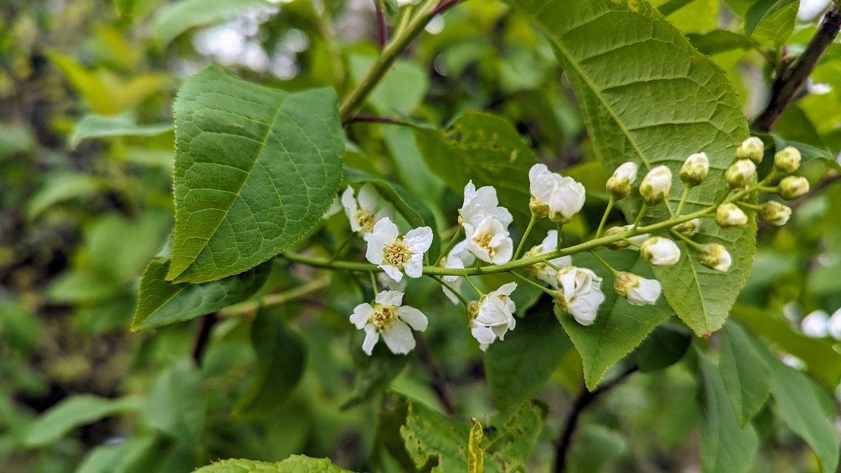 Bird Cherry (Prunus padus) is one of the earliest trees to come into leaf and it's also fairly early to flower. This is the first raceme of blossom to appear on this tree, just in time for #TreeFlowers for #Wildflowerhour