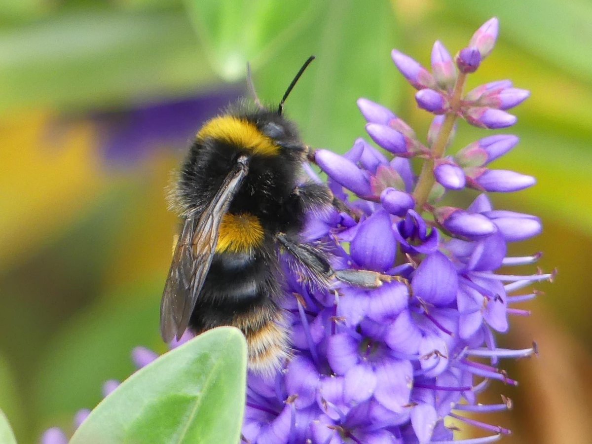 JoshsWildlife's tweet photo. Thank you to @Simpsonsgarden for voting me as having the ��Best Bee Garden of 2023” I was so happy to win &amp; already making more plans to make the garden even better for wildlife this year. 

#beeonboard #wildlifegarden #beefriendly #wildlife #nature https://t.co/nWzH8AyMK7