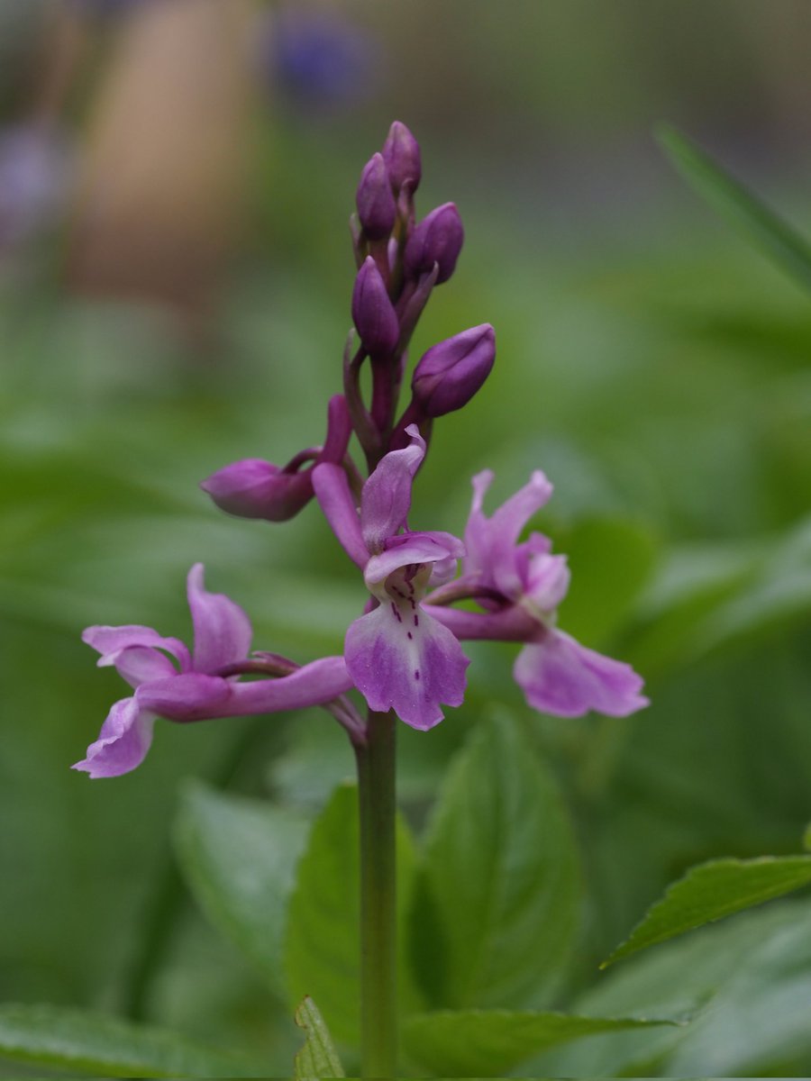 Early Purple Orchid Orchis mascula. Just the one beginning to bloom in my most local population nr Winchester, Hampshire. @BSBIbotany #wildflowerhour