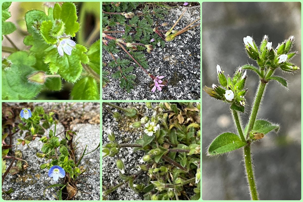 #WildFlowerHour Five #pavementplants flowering in West Cambridge: Ivy-leaved Speedwell, Storks-bill, Germander Speedwell, Little &… …Sticky Mouse-ear.