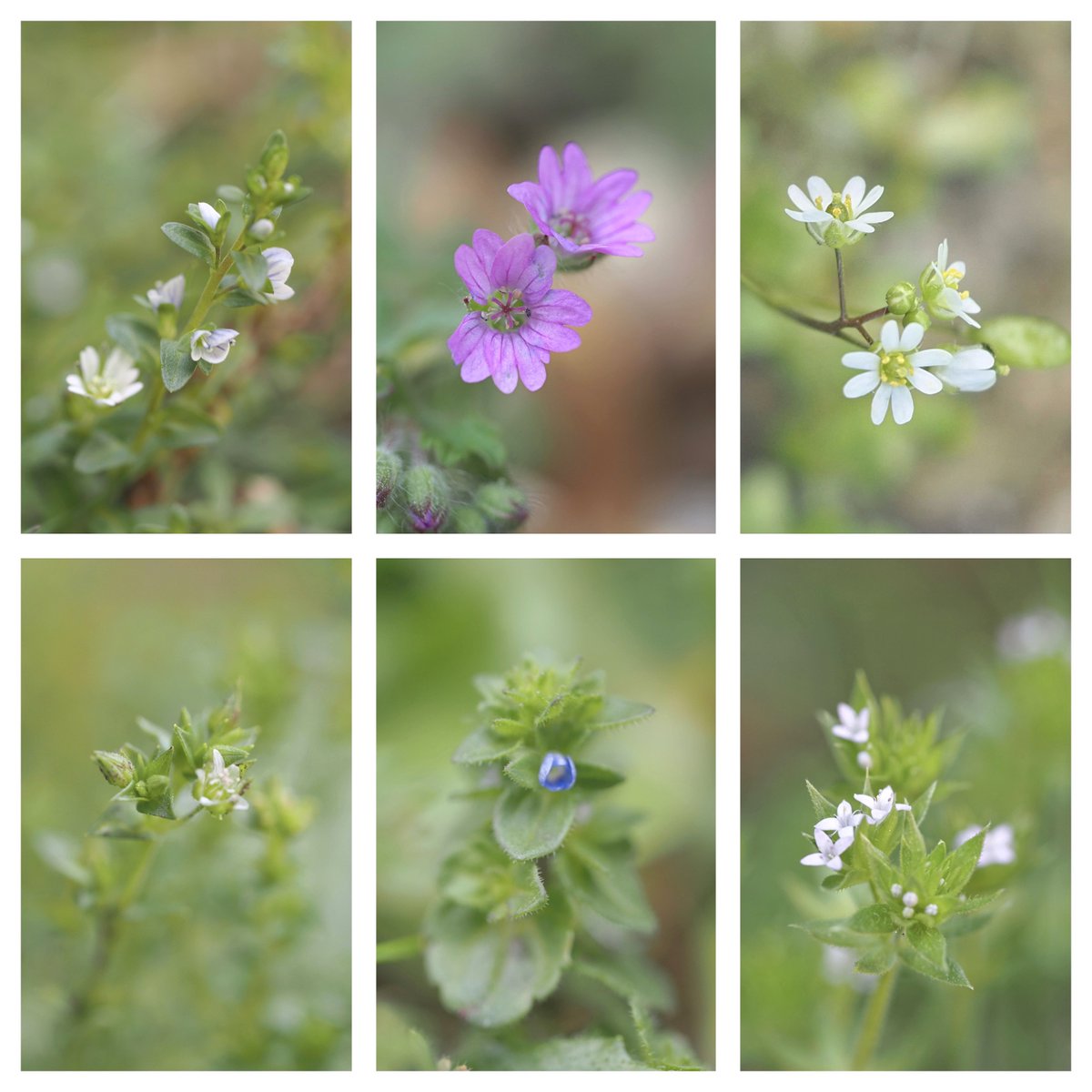Tiny flowers spotted in the grounds of @theUL this week. Common mouse-ear and Thyme-leaved speedwell, Dovesfoot cranesbill, Common whitlowgrass, Thyme-leaved sandwort, Wall speedwell and Field madder. #WildflowerHour
